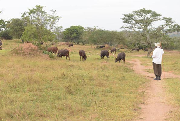 President Yoweri Museveni walking in the midst of his long-horn cattle and chatting with their herders, wielding a stick and wearing his trademark wide-brimmed hat.