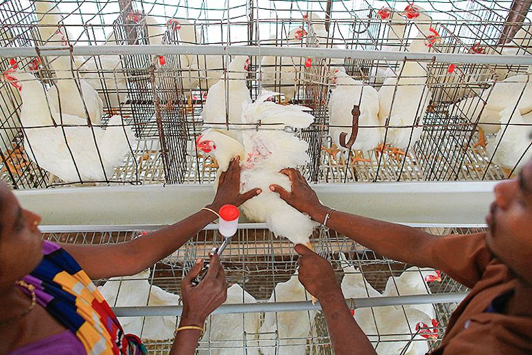 Kampalans beware, KFC using chicken treated with antibiotics Eagle Online