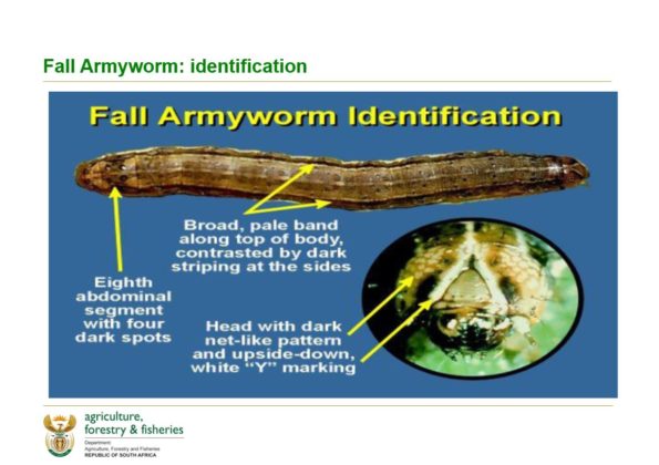 download homemade army worm spray