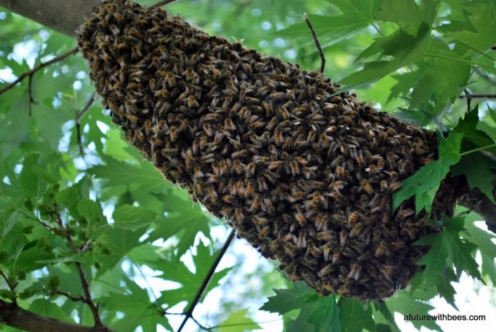 Honey bee swarm on a tree limb