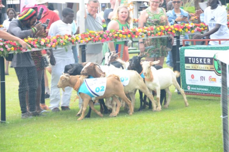 Goat Races return in extraordinaire affair!