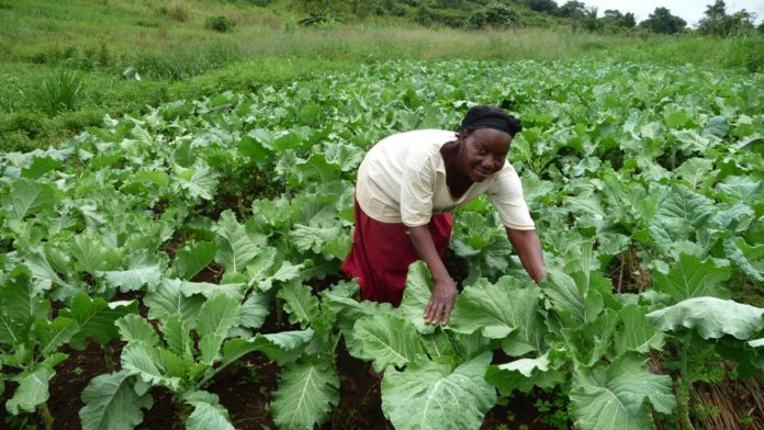 Ugandan farmer in her vegetable garden