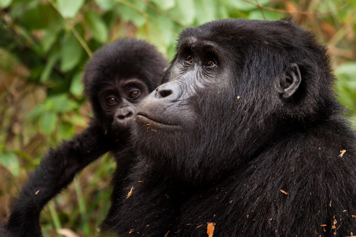 Close-Up Of Gorillas