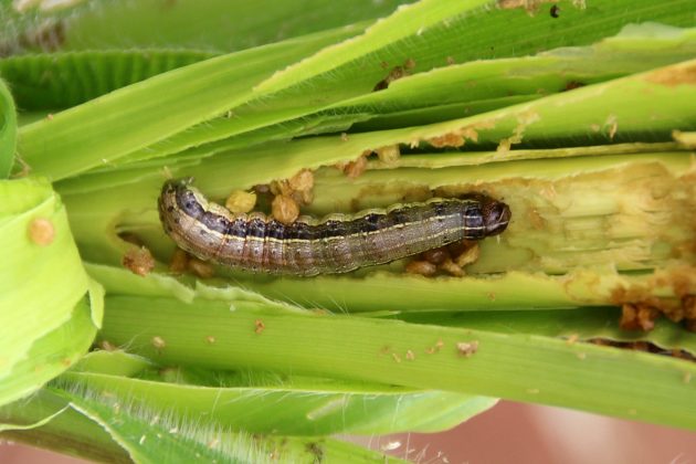 Fall Armyworms: Eating Their Way Around The World - Eagle Online