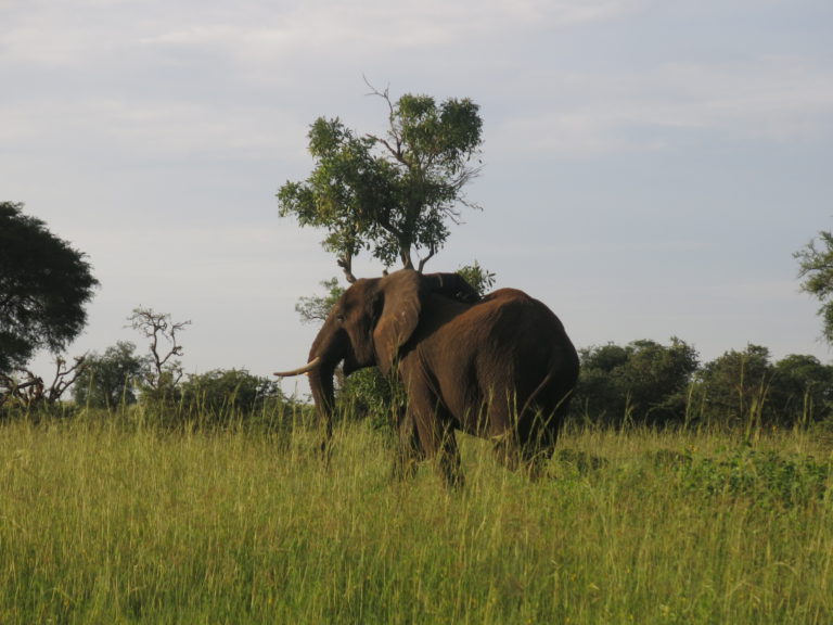 EU announces Shs1.6b support to address biodiversity conservation needs in Uganda