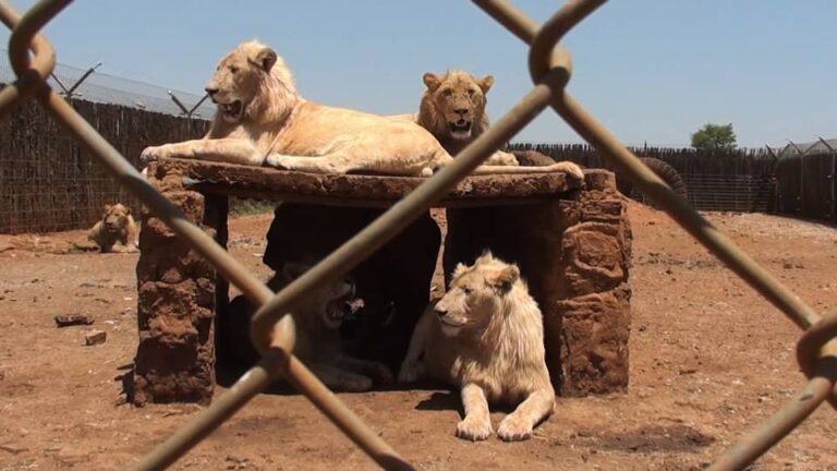 The writing is on the wall for the captive lion breeding industry