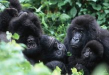 Fourteen UWA officials on trial over Shs9.3b gorilla permit fraud