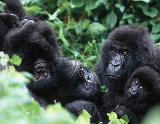 Fourteen UWA officials on trial over Shs9.3b gorilla permit fraud